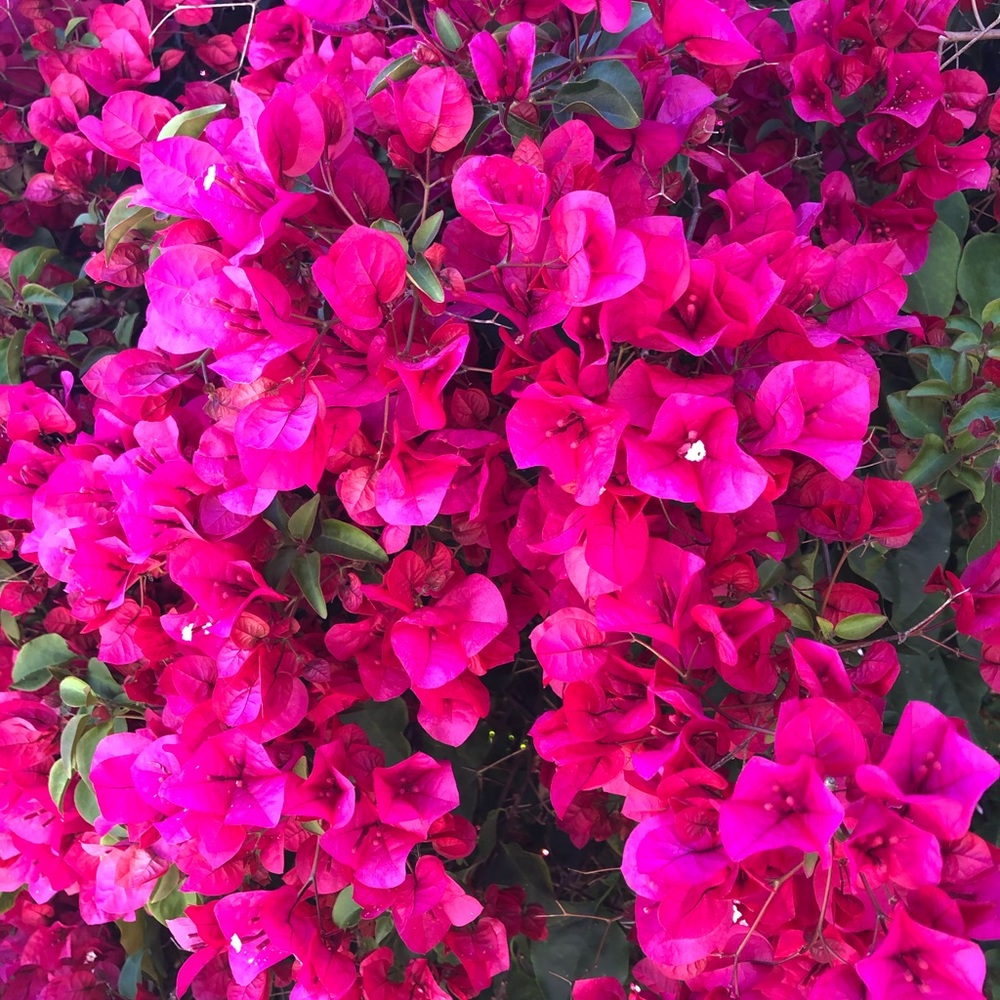 Meet your Posher, Homa